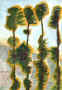 320cedars.jpg (58374 bytes)